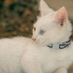 A selection of stylish cat collars and leads in various colors and designs for pet safety and comfort.