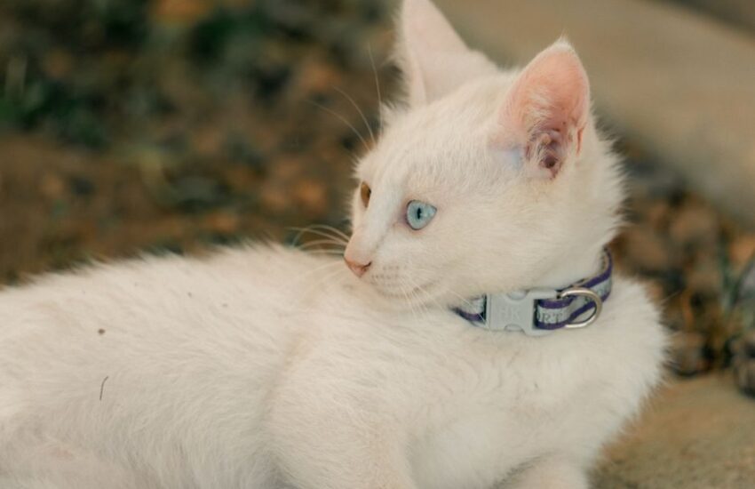 A selection of stylish cat collars and leads in various colors and designs for pet safety and comfort.
