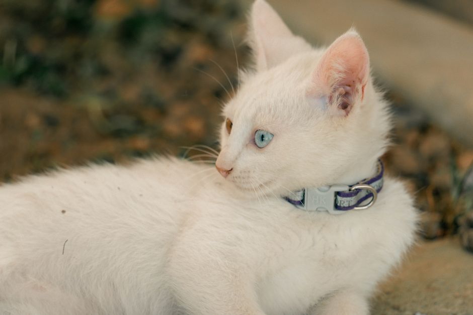 Essential Tips for Choosing Cat Collars and Leads